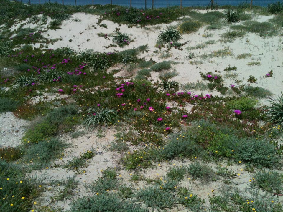 Camping Golfo Dell'Asinara Платамона Екстер'єр фото